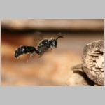 Psenulus sp - Grabwespe 06c 8-9mm.jpg